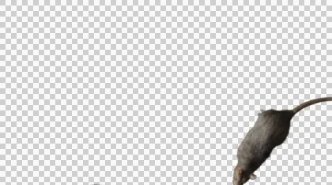 Gray rat runs across the screen Stock Footage 50087600