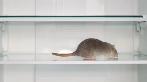 A gray rat runs along the shelf of an open refrigerator. Rodent in the house Stock-Footage 263187427