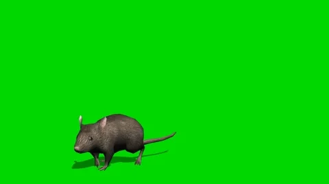 Gray rat runs on the camera - green screen Video stock 41546910