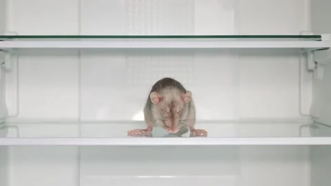 A gray rat on the shelf of an open refrigerator Stock Footage 263188302