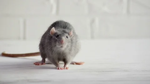 Gray rat sit on white floor, afraid and run, leaving poop, concept of cowardice Stock Footage