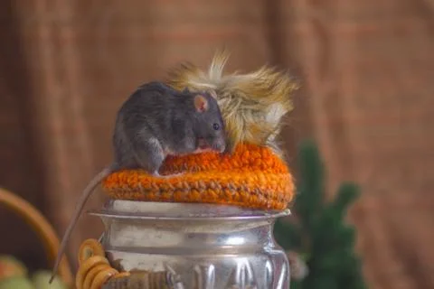 The gray rat sits on a samovar. Mouse with a kettle. Stock Photos