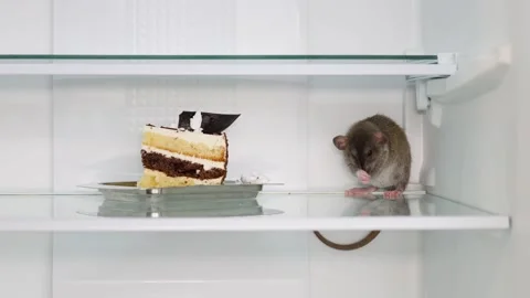A gray rat sits on the shelf of an open refrigerator next to the cake Stock Footage 263189709