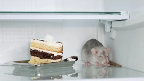 A gray rat sits on the shelf of an open refrigerator next to the cake Stock Footage 263190491