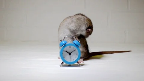 Gray rat sits on white floor with blue clock and wash itself. Concept of hygiene Stock Footage 120119730