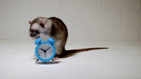 Gray rat sits on white floor with clock and washing. Concept of morning hygiene Stock Footage 120306814