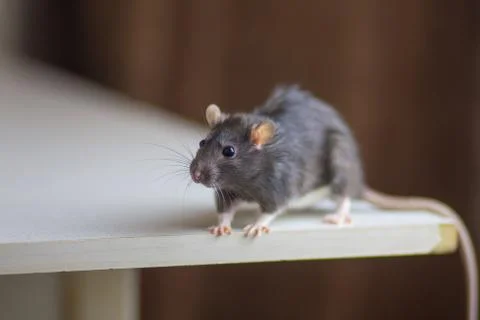 Gray rat sitting on the table. Mouse close up. Pets Stock Photos