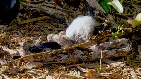 Gray rat snake, also called oak snake, swallowing a bluejay bird 05 Stock Footage 135473722
