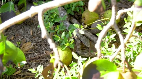 Gray rat snake with bulge after eating a bird 15 Stock Footage 135478394