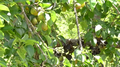 Gray rat snake crawls along and across branches in a tree Stock Footage 137971466
