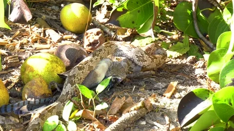 Gray rat snake moves around trying to swallow a bluejay bird 08 Stock Footage 135475448
