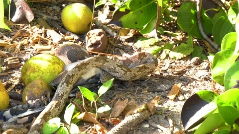 Gray Rat snake, Oak snake, eating a bird 07 Stock Footage 135475212