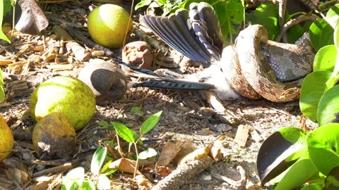 Gray rat snake, oak snake, wrapped around and swallowing a bird 09 Stock Footage 135476697