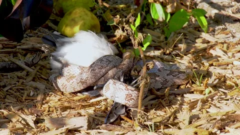 Gray Rat Snake or Oak snake starting to swallow a bluejay bird 01 Stock Footage 135473337