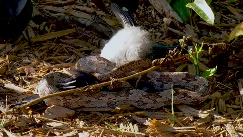 Gray Rat Snake or Oak snake starting to swallow a bluejay bird 03 Stock Footage 135473455