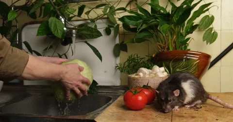 Gray rat sniffs the vegetables. Stock Footage 261832764