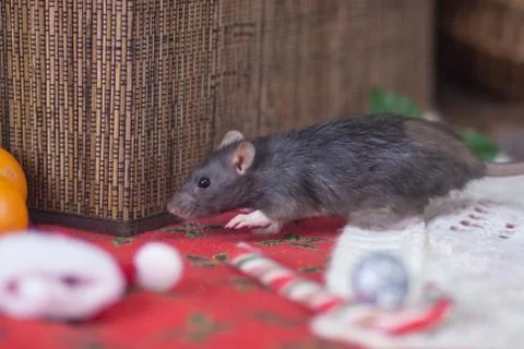 Gray rat steals. Gray mouse is running. Decorative animals. Stock Photos