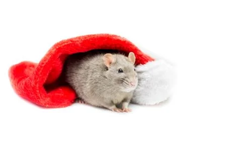 Gray Rat Under Christmas Stocking - Left Side Stock Photos