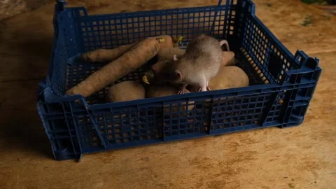 Gray rats in a box with vegetables, potatoes, carrots. Stock Footage 293500026