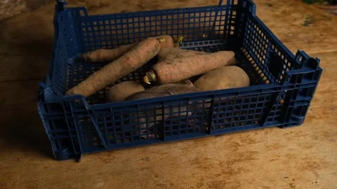 Gray rats in a box with vegetables, potatoes, carrots. Stock Footage 293500073