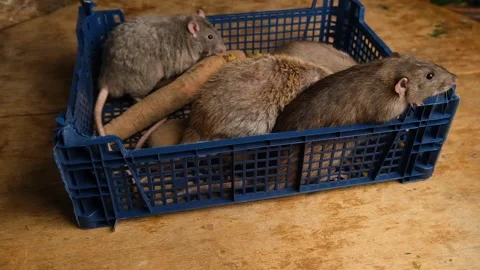 Gray rats in a box with vegetables, potatoes, carrots. Stock Footage 293500086