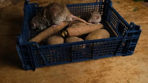 Gray rats in a box with vegetables, potatoes, carrots. Stock Footage 293500100