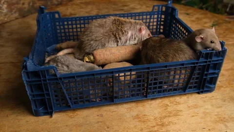 Gray rats in a box with vegetables, potatoes, carrots. Stock Footage 293500119