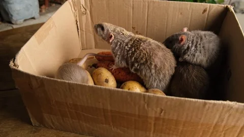 Gray rats in a box with vegetables, potatoes, carrots. Stock Footage 295478296