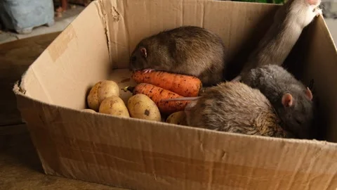 Gray rats in a box with vegetables, potatoes, carrots. Stock Footage 295478299