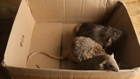 Gray rats in a cardboard box. Stock Footage 294377187