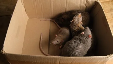 Gray rats in a cardboard box. Stock Footage 294377210