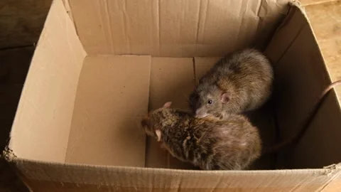 Gray rats in a cardboard box. Stock Footage 294377852