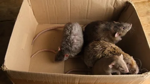 Gray rats in a cardboard box. Stock Footage 294377857