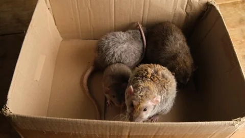 Gray rats in a cardboard box. Stock Footage 294377872