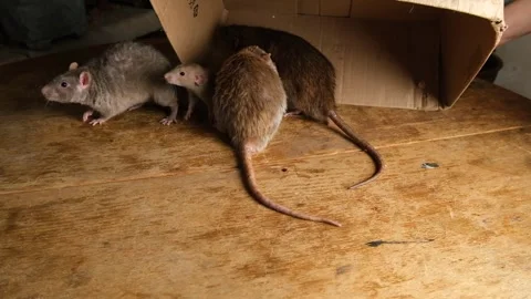 Gray rats in a cardboard box. Stock Footage 295478117