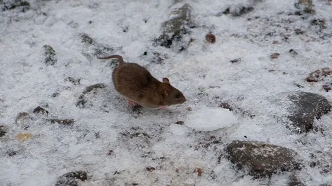 Gray rats run on stones at the water's edge. Video stock 120556757