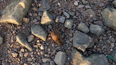 Gray rats run on stones at the water's edge. Video stock 120565161