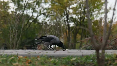 Gray raven collects nuts in its beak from the floor Stock Footage 229859868