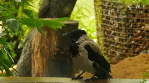 Gray raven stands on the threshold Stock Footage 234221341