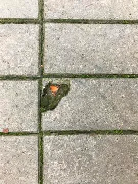 Gray rectangular paving slabs. Stock Photos