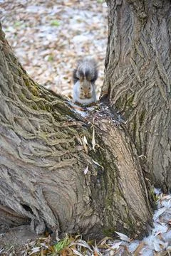A gray-red fluffy squirrel eats nuts in the fork of a tree in winter Stock Photos