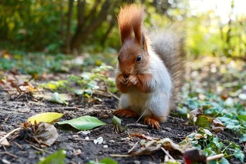 A gray red squirrel eats in an autumn meadow. Front view Stock Photos