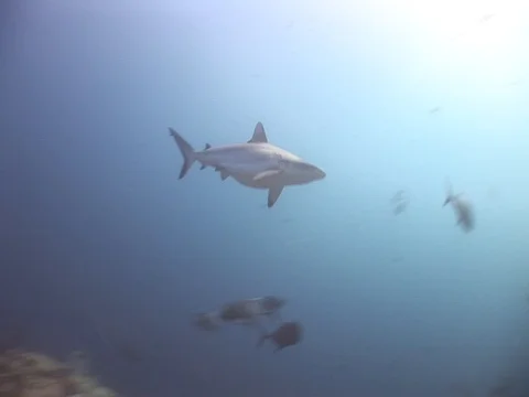 Gray Reef and Whitetip reef sharks hunting Stock Footage 98676193