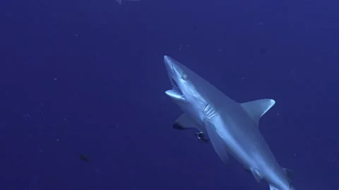 Gray reef shark at Cleaning Station in blue water, Maldives Stock Footage 276897295
