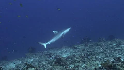 Gray reef shark on cleaning station, underwater shot, Maldives Stock Footage 276900986