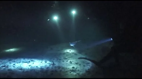 Gray reef shark Video stock 80544549