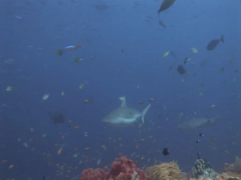 Gray Reef Shark Stock Footage 98676216