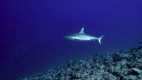 Gray reef shark Stock Photos