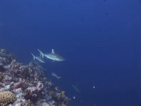 Gray Reef Sharks Stock Footage 98676478
