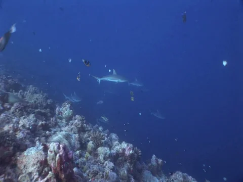 Gray Reef Sharks Stock Footage 98676642